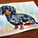 Acquerello dipinto a mano cane bassotto