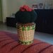 Piantine grasse e cactus amigurumi 