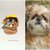 Presepe con cani shih tzu in fimo nella noce, idea regalo natale per amanti dei cani, miniatura presepe cane per regalo famiglia