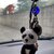 Panda: buffo orsetto amigurumi