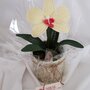 Orchidea pianta ad uncinetto