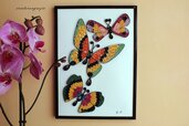 Quadro farfalle colorate