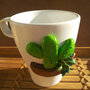 Tazza da the con cactus