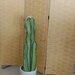 Cactus in stoffa 
