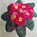 Primula fucsia all'uncinetto