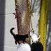 orecchini gatto pendenti pon pon bianco nero regalo gattara