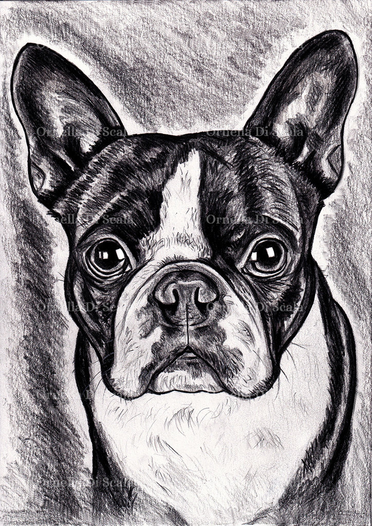 Ritratto cane personalizzato da foto Per la casa e per te Pro