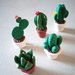 Mini cactus-piante grasse