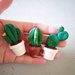 Mini cactus-piante grasse