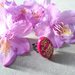 Anello donna fatto a mano anello regolabile anello fiori veri carota selvatica anello rosa 