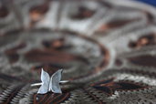 Anello in Argento | Farfalla | Chrysalism
