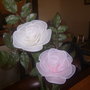 rose colorate