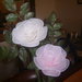 rose colorate