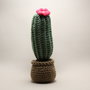 Cactus con fiore rosa