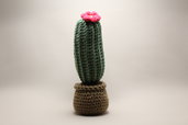 Cactus con fiore rosa