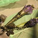 Collana Lilac Flower Vintage