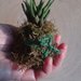 Mini kokedama "perla di muschio"