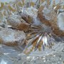 Biscotti pasticcini Sables al LIMONE handmade Italy 300 g su ordinazione