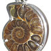 ciondolo ammonite fossile
