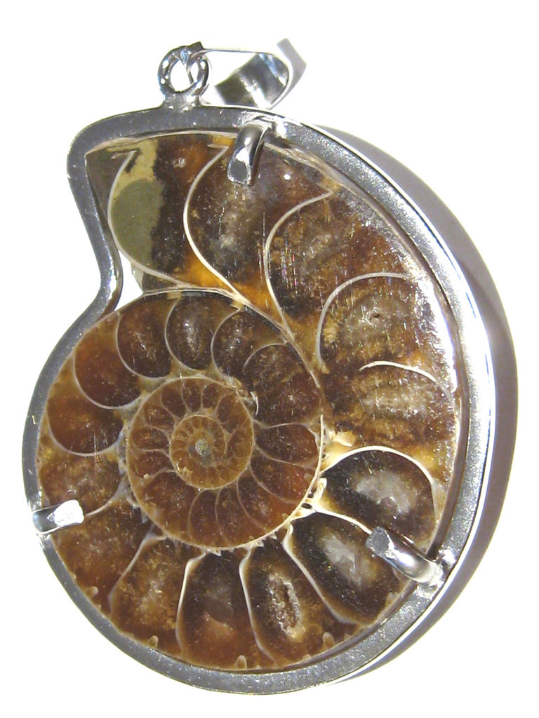 Collier Pendentif Ammonite Fossile - Pierre Naturelle - Neuf Avec étiquette