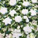 Gessetti profumati 80 segnaposto fiore verde Margherita matrimonio comunione 