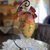 Uovo di Pasqua decorato in découpage