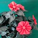 Rami di Ibisco con fiori rossi realizzati con tecnica origami 