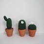 Piantine cactus da arredo