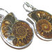 orecchini ammonite fossile
