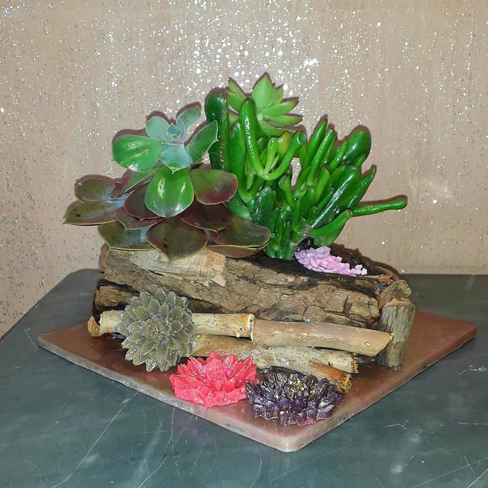 Italy Green Life 12 Piante Grasse Vere Rare Succulente|Vaso Diametro 5