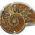 spilla ammonite fossile