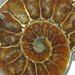 spilla ammonite fossile