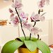 Vaso con orchidee