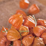 ALCHECHENGI bacche arancione - bacche naturali - lampioncini - alkekengi - alchechengio