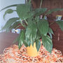 Uncinetto: centrotavola sfumature d'arancio cm 42