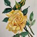 Rosa gialla ad acquerello 