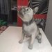 Statua cane bulldog francese personalizzabile dipinta a mano