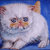 Quadro cucciolo gattino gatto persiano colourpoint acrilico moderno