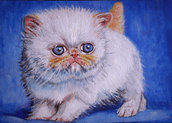 Quadro cucciolo gattino gatto persiano colourpoint acrilico moderno