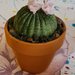 Cactus in porcellana fredda 