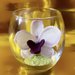 Orchidea in boccia di vetro 