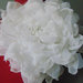 Soilla fiore organza bianco per abiti e cerimonie