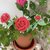 Rose mini all’uncinetto 