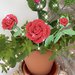 Rose mini all’uncinetto 