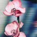 Composizione di orchidee in gomma Eva 