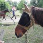 Cuffie per cavalli