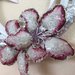 FERRO CAVALLO 3 orchidea rosa 