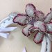 FERRO CAVALLO 3 orchidea rosa 