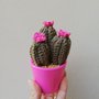 Cactus uncinetto composizione