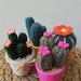 Cactus uncinetto composizione